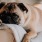 Cute puppy sleeping